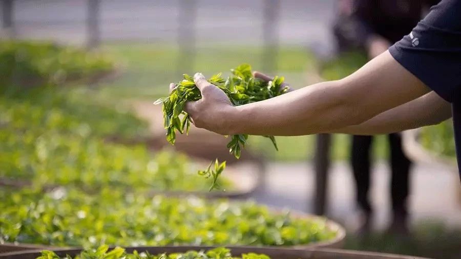 慢煮光陰 | 無拘無束中國茶