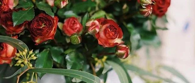 送給手殘黨的零基礎冬季插花指南