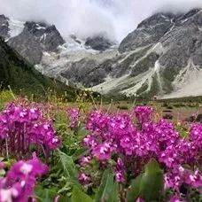 紀(jì)錄片《改變世界的中國植物》殺青，帶你感知人類文明長河中植物的力量