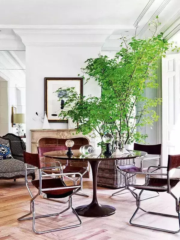 不懂花草又想養(yǎng)？室內(nèi)植物生活新提案